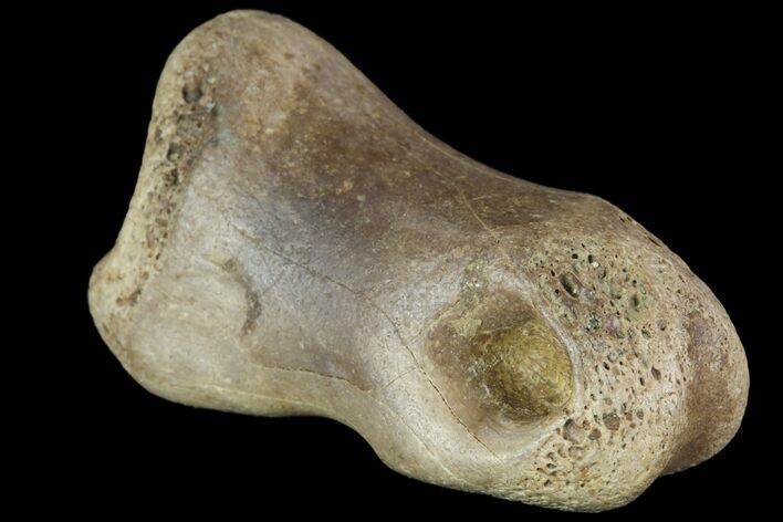 Ornithimimid Toe Bone - Alberta (Disposition #-) #96985